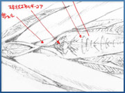 グランエグザイル主砲